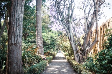 Şehirdeki güzel tropikal park