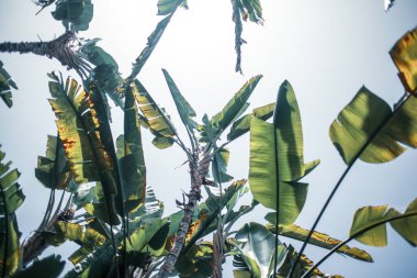 muz ağaçları, tarım.