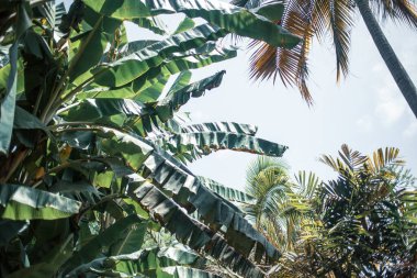 Tropik bahçede palmiye ağaçları