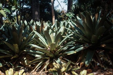 Bahçede, Tenerife 'de, Kanarya Adası' nda, İspanya 'da, Avrupa' da tropik bitkiler yetişiyor.