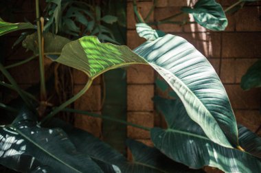 Bahçede yeşil yapraklar