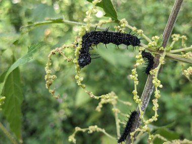 Ağaç dalındaki tırtıllara yaklaş. 