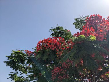 Ağaçlarda kırmızı çiçekler 