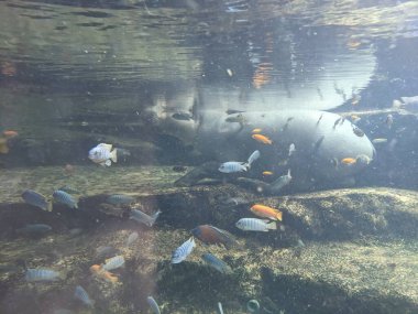 Sudaki bir su aygırı, sualtı manzaralı balıklarla çevrili. 