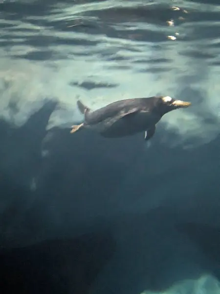 Underwater shot of penguins swimming in aquarium at the zoo