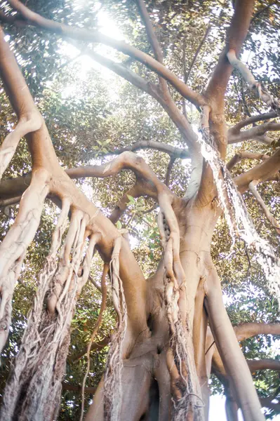 Tropické Stromy Zahradě Tenerife Kanárský Ostrov Španělsko Evropa — Stock fotografie