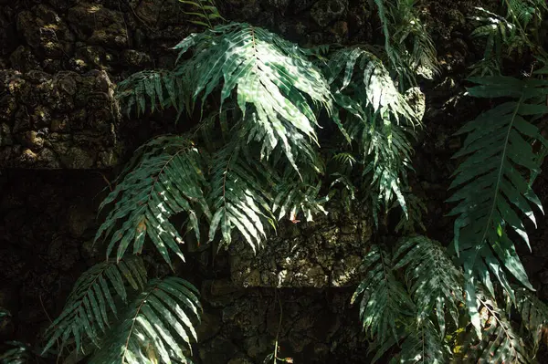 Krásný Tropický Les Zelenými Listy — Stock fotografie