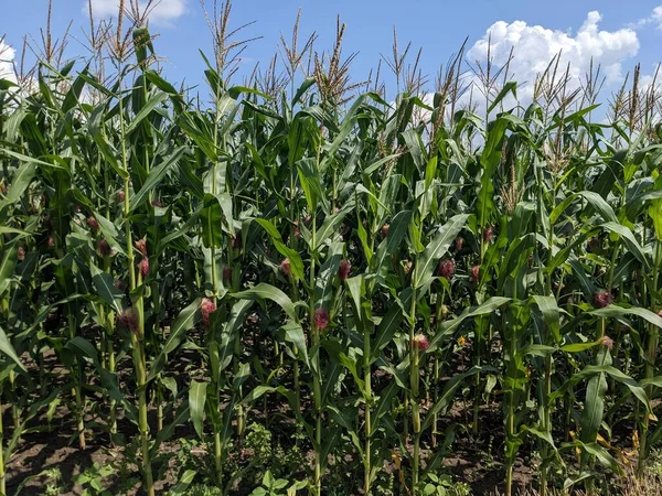 corn field in summer