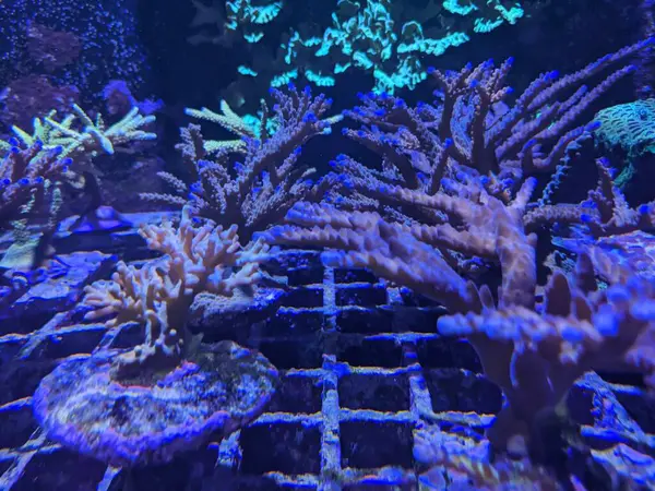Underwater Shot Corals — Stock Photo, Image