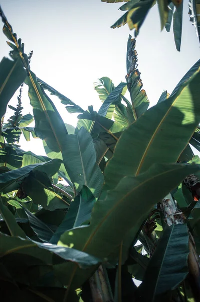 banana trees leaves, agriculture