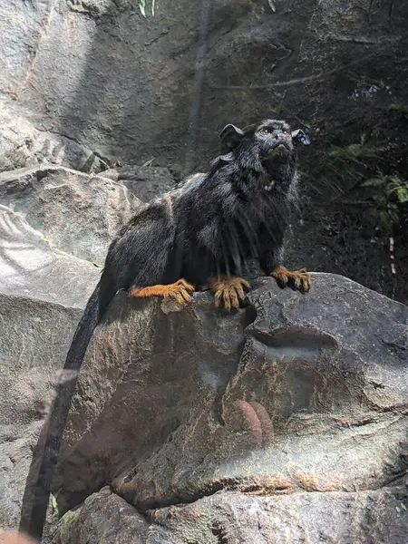 Tamarin Affe Sitzt Auf Einem Felsen Einem Zoo Stockbild