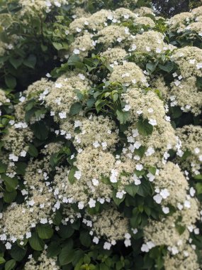 Bahçedeki güzel çiçekler