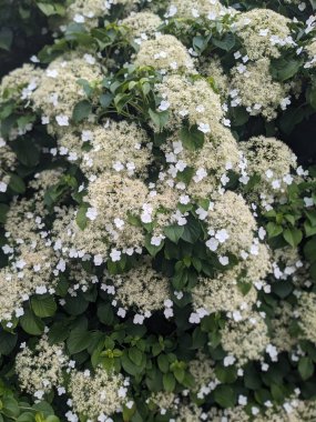 Bahçedeki güzel çiçekler