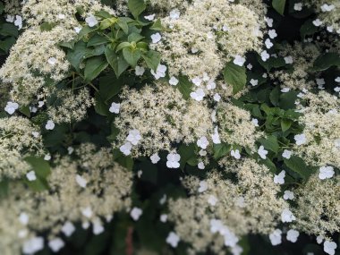 Bahçedeki güzel beyaz çiçekler