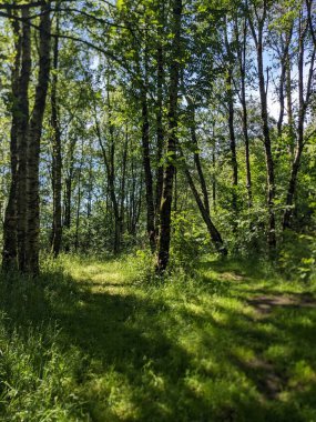 yeşil ağaçlar ile orman