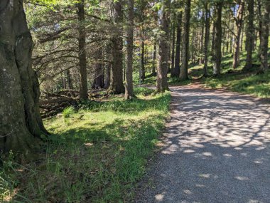 beautiful view of the forest path 