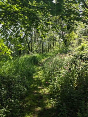 Yazın yeşil çimlerde orman yolu 