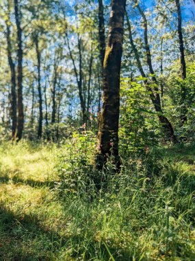 Ormanda yeşil ağaçlar