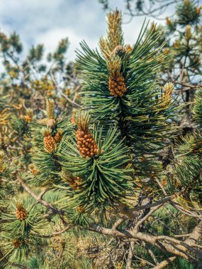 Young blooming pine shoots in forest, close up clipart