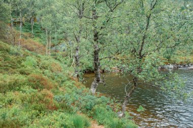 Dağlarda nehir olan güzel doğa manzarası