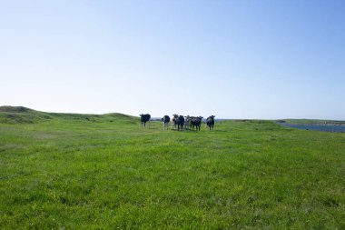 Çiftlikteki otlakta tatlı inekler 