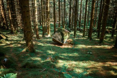  Ormanda yosun kaplı dağ kayaları 