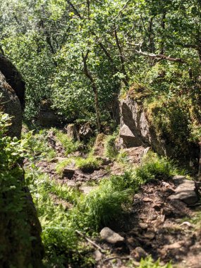 Ormandaki kayaların dikey görüntüsü.