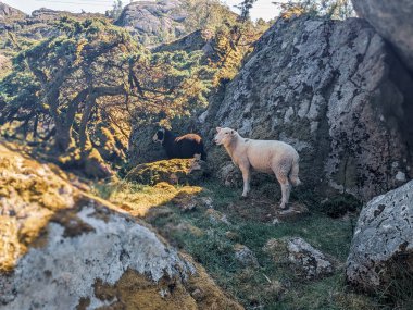 Norveç, Avrupa 'daki Egersund' da Trollpikken kaya oluşumlarında oturan koyunlar