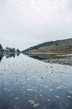 Nilüfer yapraklarıyla gölün güzel manzarası