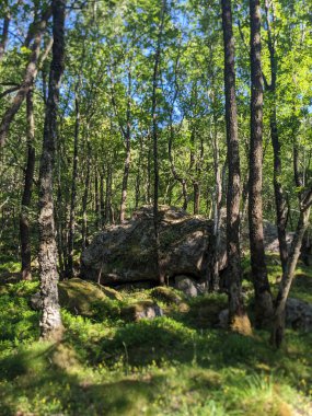 Ormandaki dağ mağarası manzarası 