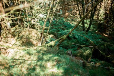  Ormanda yosun kaplı dağ kayaları 