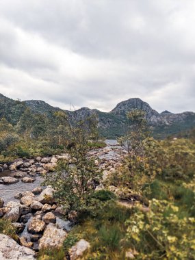 Dağ nehri ve ağaçların güzel manzarası 