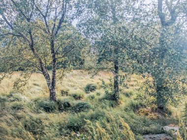 Sabah ormandaki yaz ağaçları