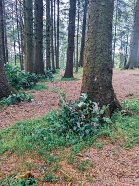 Dağlardaki güzel orman