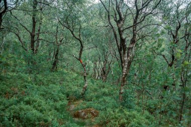 İlkbaharda dağlardaki ormanın güzel manzarası 
