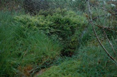 Ormandaki yeşil bitkilerin ve yosunların manzarasını kapat. 