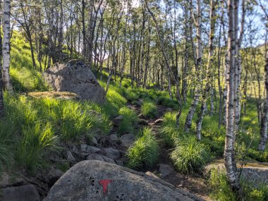 Ormanda yosun kaplı dağ kayaları 
