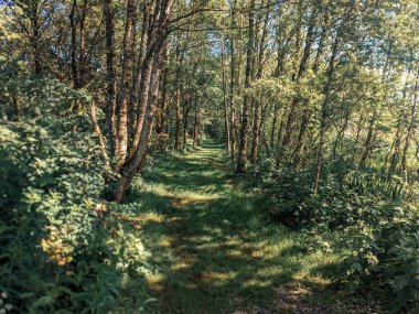 Ormanda yolu olan güzel bir manzara.. 
