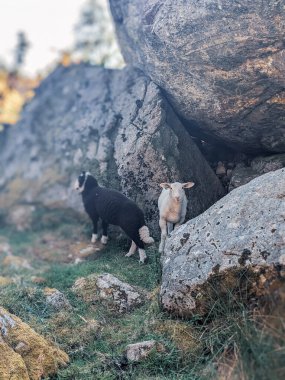 Norveç, Avrupa 'daki Egersund' da Trollpikken kaya oluşumlarında oturan koyunlar