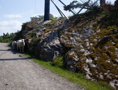 Norveç dağlarında yoldaki koyunlar