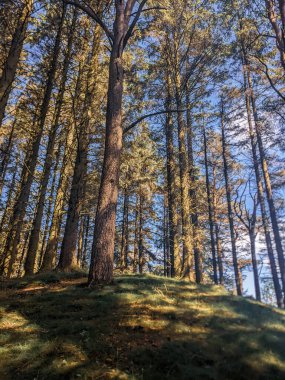 Güneşli bir günde güzel ormandaki ağaçların alçak açılı manzarası