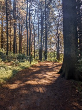 Ormandaki ağaçlarla dolu güzel sonbahar manzarası