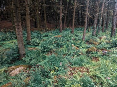 Dağlarda eğreltiotu yetişen orman 