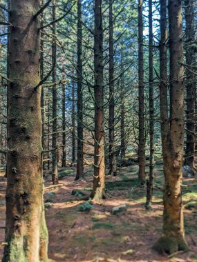 Orman ağaçları ve yeşil yapraklar