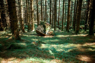  Ormanda yosun kaplı dağ kayaları 