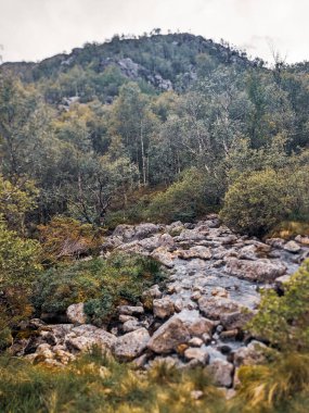 Yeşil ve ağaçlarla çevrili bir dağ nehrinin dikey görüntüsü.