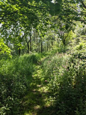 Yazın güzel yeşil orman
