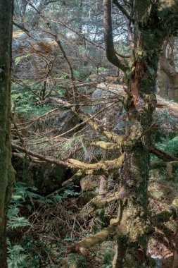 Yeşil ormanda yosun kaplı taşlar. 