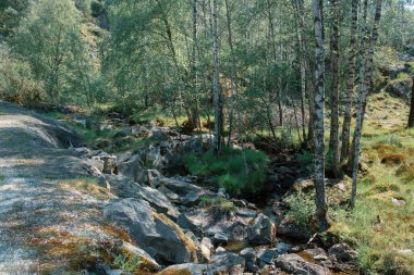  Ormanda yosun kaplı dağ kayaları 