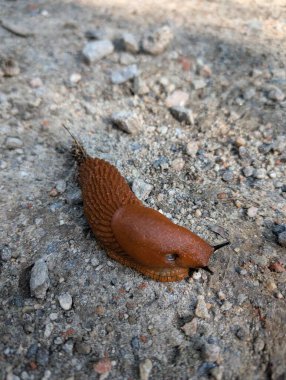 Taş yolda dev kahverengi orman sümüklüböceği, yakın görüş. 